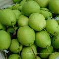 Color verde del nuevo cultivo Shandong Pear
